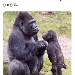 Meet your Posher, Tony